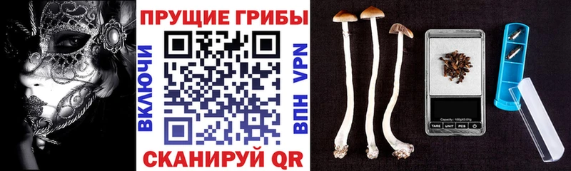 Купить  Горячеводский  Псилоцибиновые грибы Psilocybe 